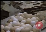 Image of Crises in Poland Poland, 1981, second 49 stock footage video 65675056614