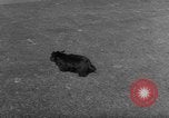 Image of President Eisenhower's grandchildren Washington DC USA, 1953, second 38 stock footage video 65675056670