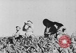 Image of United States Military Mission Shensi China, 1944, second 14 stock footage video 65675056690
