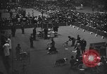 Standbild 69 jährlichen Dog Show New York United States USA, 1945, aus Sekunde 10 historischem Filmmaterial Videoclip 65675056701