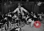 Standbild 69 jährlichen Dog Show New York United States USA, 1945, aus Sekunde 16 historischem Filmmaterial Videoclip 65675056701