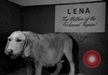 Standbild 69 jährlichen Dog Show New York United States USA, 1945, aus Sekunde 18 historischem Filmmaterial Videoclip 65675056701