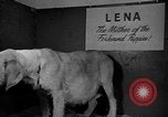 Standbild 69 jährlichen Dog Show New York United States USA, 1945, aus Sekunde 19 historischem Filmmaterial Videoclip 65675056701