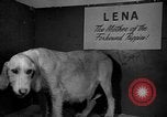 Standbild 69 jährlichen Dog Show New York United States USA, 1945, aus Sekunde 20 historischem Filmmaterial Videoclip 65675056701