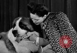 Standbild 69 jährlichen Dog Show New York United States USA, 1945, aus Sekunde 21 historischem Filmmaterial Videoclip 65675056701