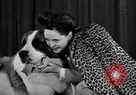 Standbild 69 jährlichen Dog Show New York United States USA, 1945, aus Sekunde 22 historischem Filmmaterial Videoclip 65675056701