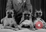 Standbild 69 jährlichen Dog Show New York United States USA, 1945, aus Sekunde 25 historischem Filmmaterial Videoclip 65675056701