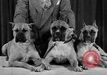 Standbild 69 jährlichen Dog Show New York United States USA, 1945, aus Sekunde 26 historischem Filmmaterial Videoclip 65675056701