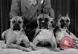 Standbild 69 jährlichen Dog Show New York United States USA, 1945, aus Sekunde 27 historischem Filmmaterial Videoclip 65675056701