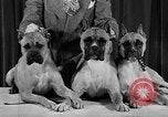 Standbild 69 jährlichen Dog Show New York United States USA, 1945, aus Sekunde 28 historischem Filmmaterial Videoclip 65675056701