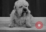 Standbild 69 jährlichen Dog Show New York United States USA, 1945, aus Sekunde 29 historischem Filmmaterial Videoclip 65675056701