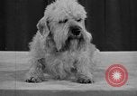 Standbild 69 jährlichen Dog Show New York United States USA, 1945, aus Sekunde 30 historischem Filmmaterial Videoclip 65675056701