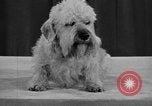 Standbild 69 jährlichen Dog Show New York United States USA, 1945, aus Sekunde 31 historischem Filmmaterial Videoclip 65675056701