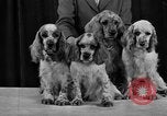 Standbild 69 jährlichen Dog Show New York United States USA, 1945, aus Sekunde 32 historischem Filmmaterial Videoclip 65675056701