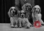 Standbild 69 jährlichen Dog Show New York United States USA, 1945, aus Sekunde 33 historischem Filmmaterial Videoclip 65675056701