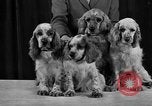 Standbild 69 jährlichen Dog Show New York United States USA, 1945, aus Sekunde 34 historischem Filmmaterial Videoclip 65675056701