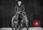 Standbild 69 jährlichen Dog Show New York United States USA, 1945, aus Sekunde 35 historischem Filmmaterial Videoclip 65675056701