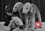 Standbild 69 jährlichen Dog Show New York United States USA, 1945, aus Sekunde 38 historischem Filmmaterial Videoclip 65675056701
