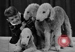 Standbild 69 jährlichen Dog Show New York United States USA, 1945, aus Sekunde 39 historischem Filmmaterial Videoclip 65675056701