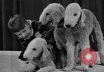 Standbild 69 jährlichen Dog Show New York United States USA, 1945, aus Sekunde 40 historischem Filmmaterial Videoclip 65675056701
