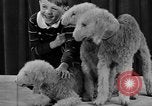 Standbild 69 jährlichen Dog Show New York United States USA, 1945, aus Sekunde 41 historischem Filmmaterial Videoclip 65675056701