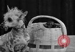 Standbild 69 jährlichen Dog Show New York United States USA, 1945, aus Sekunde 42 historischem Filmmaterial Videoclip 65675056701