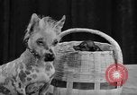 Standbild 69 jährlichen Dog Show New York United States USA, 1945, aus Sekunde 43 historischem Filmmaterial Videoclip 65675056701