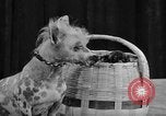 Standbild 69 jährlichen Dog Show New York United States USA, 1945, aus Sekunde 44 historischem Filmmaterial Videoclip 65675056701