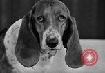 Standbild 69 jährlichen Dog Show New York United States USA, 1945, aus Sekunde 45 historischem Filmmaterial Videoclip 65675056701