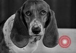Standbild 69 jährlichen Dog Show New York United States USA, 1945, aus Sekunde 46 historischem Filmmaterial Videoclip 65675056701