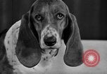 Standbild 69 jährlichen Dog Show New York United States USA, 1945, aus Sekunde 47 historischem Filmmaterial Videoclip 65675056701