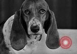 Standbild 69 jährlichen Dog Show New York United States USA, 1945, aus Sekunde 48 historischem Filmmaterial Videoclip 65675056701