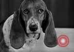 Standbild 69 jährlichen Dog Show New York United States USA, 1945, aus Sekunde 49 historischem Filmmaterial Videoclip 65675056701