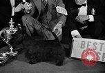 Standbild 69 jährlichen Dog Show New York United States USA, 1945, aus Sekunde 57 historischem Filmmaterial Videoclip 65675056701
