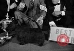 Standbild 69 jährlichen Dog Show New York United States USA, 1945, aus Sekunde 58 historischem Filmmaterial Videoclip 65675056701