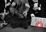 Standbild 69 jährlichen Dog Show New York United States USA, 1945, aus Sekunde 60 historischem Filmmaterial Videoclip 65675056701