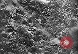 Image of US Army soldiers and Marines in combat World War 2 Pacific Theater, 1944, second 13 stock footage video 65675056746