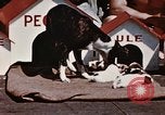 Image of invasion of Iwo Jima Iwo Jima, 1945, second 17 stock footage video 65675056757