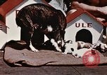 Image of invasion of Iwo Jima Iwo Jima, 1945, second 18 stock footage video 65675056757