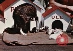 Image of invasion of Iwo Jima Iwo Jima, 1945, second 19 stock footage video 65675056757
