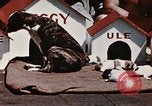 Image of invasion of Iwo Jima Iwo Jima, 1945, second 21 stock footage video 65675056757