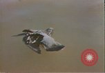 Image of President Richard Nixon United States USA, 1972, second 18 stock footage video 65675056797