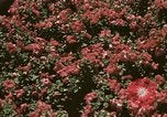 Image of Western White House San Clemente California USA, 1973, second 37 stock footage video 65675056863