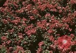 Image of Western White House San Clemente California USA, 1973, second 38 stock footage video 65675056863