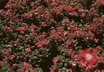 Image of Western White House San Clemente California USA, 1973, second 39 stock footage video 65675056863