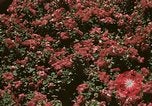 Image of Western White House San Clemente California USA, 1973, second 40 stock footage video 65675056863