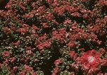 Image of Western White House San Clemente California USA, 1973, second 43 stock footage video 65675056863