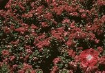 Image of Western White House San Clemente California USA, 1973, second 44 stock footage video 65675056863