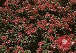 Image of Western White House San Clemente California USA, 1973, second 45 stock footage video 65675056863
