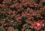 Image of Western White House San Clemente California USA, 1973, second 46 stock footage video 65675056863